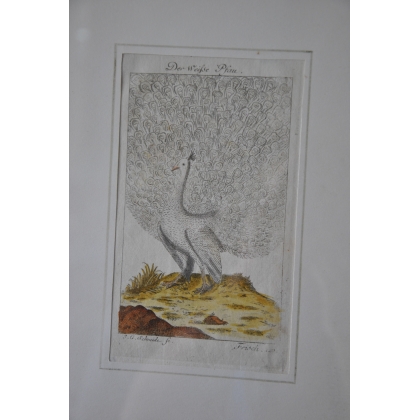 Gravure oiseaux "Der Weisse Pfau" par  sur Moinat SA  - Antiquités décoration -  Gravures, Lithos