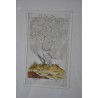 Gravure oiseaux "Der Weisse Pfau" par  sur Moinat SA  - Antiquités décoration -  Gravures, Lithos