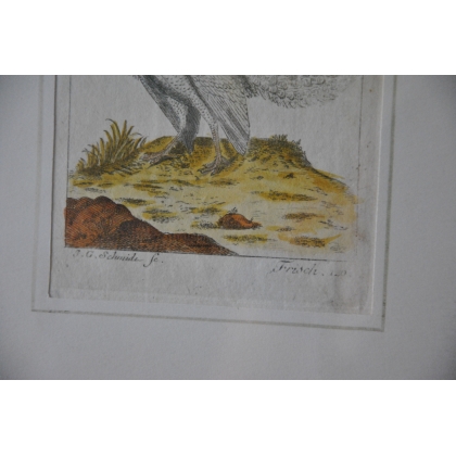 Gravure oiseaux "Der Weisse Pfau" par  sur Moinat SA  - Antiquités décoration -  Gravures, Lithos