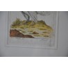 Gravure oiseaux "Der Weisse Pfau" par  sur Moinat SA  - Antiquités décoration -  Gravures, Lithos