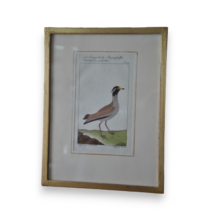 Gravure oiseau "Der Senegalische  sur Moinat SA  - Antiquités décoration -  Gravures, Lithos
