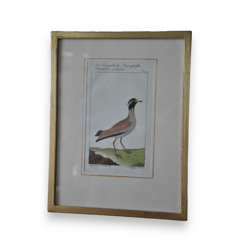 Gravure oiseau "Der Senegalische  sur Moinat SA  - Antiquités décoration -  Gravures, Lithos