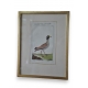 Gravure oiseau "Der Senegalische