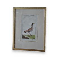Gravure oiseau "Der Senegalische