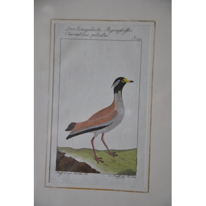 Gravure oiseau "Der Senegalische  sur Moinat SA  - Antiquités décoration -  Gravures, Lithos