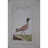 Gravure oiseau "Der Senegalische  sur Moinat SA  - Antiquités décoration -  Gravures, Lithos