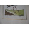 Gravure oiseau "Der Senegalische  sur Moinat SA  - Antiquités décoration -  Gravures, Lithos