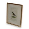 Gravure oiseau ''Der Grünbraune  sur Moinat SA  - Antiquités décoration -  Gravures, Lithos