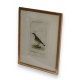 Gravure oiseau ''Der Grünbraune