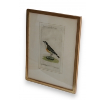 Gravure oiseau ''Der Grünbraune