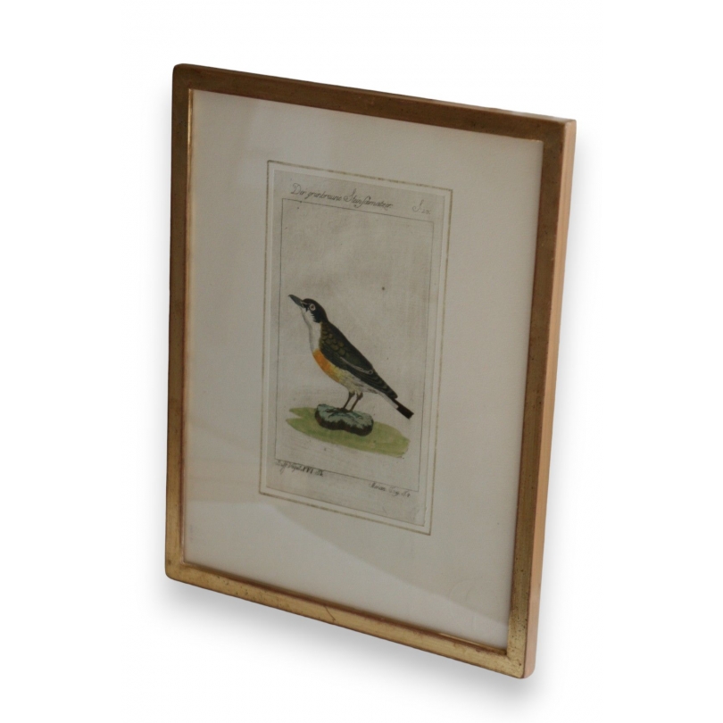 Gravure oiseau ''Der Grünbraune