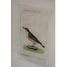 Gravure oiseau ''Der Grünbraune  sur Moinat SA  - Antiquités décoration -  Gravures, Lithos