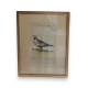 Gravure oiseaux "Das Sand, Steppenhuhn"