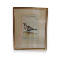 Gravure oiseaux "Das Sand, Steppenhuhn"