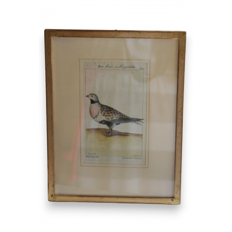 Gravure oiseaux "Das Sand, Steppenhuhn"