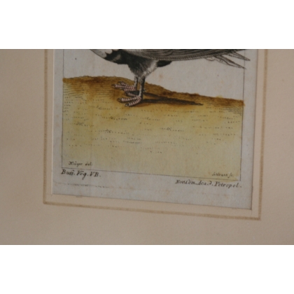 Gravure oiseaux "Das Sand, Steppenhuhn"  sur Moinat SA  - Antiquités décoration -  Gravures, Lithos
