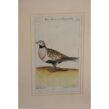 Gravure oiseaux "Das Sand, Steppenhuhn"  sur Moinat SA  - Antiquités décoration -  Gravures, Lithos