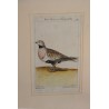Gravure oiseaux "Das Sand, Steppenhuhn"  sur Moinat SA  - Antiquités décoration -  Gravures, Lithos