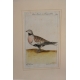 Gravure oiseaux "Das Sand, Steppenhuhn"