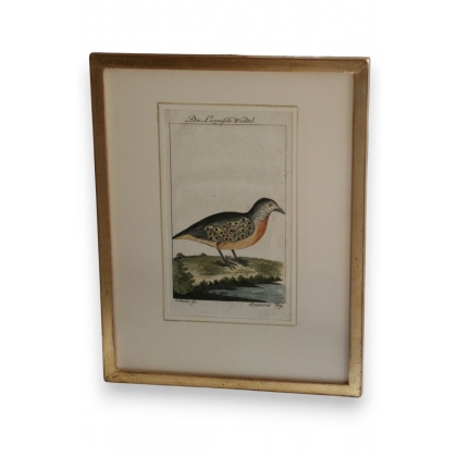 Engraving of birds, ‘Die Luzonische’, by Moinat SA – Antiques and decorative items – Engravings, lithographs