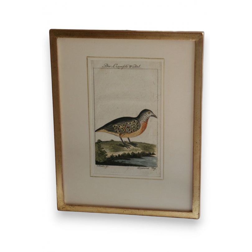 Gravure oiseaux ''Die Luzonische  sur Moinat SA  - Antiquités décoration -  Gravures, Lithos