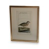 Gravure oiseaux ''Die Luzonische  sur Moinat SA  - Antiquités décoration -  Gravures, Lithos