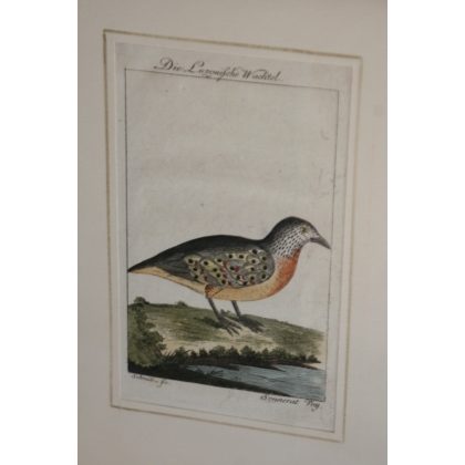 Gravure oiseaux ''Die Luzonische  sur Moinat SA  - Antiquités décoration -  Gravures, Lithos