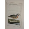 Gravure oiseaux ''Die Luzonische  sur Moinat SA  - Antiquités décoration -  Gravures, Lithos
