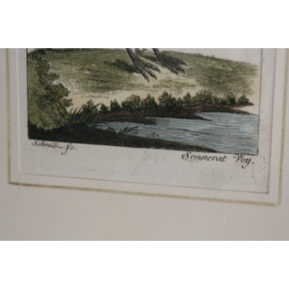 Gravure oiseaux ''Die Luzonische  sur Moinat SA  - Antiquités décoration -  Gravures, Lithos