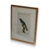 Engraving of birds: ‘Der Curucu, mit dem’ by Moinat SA – Antiques and decorative items – Engravings, lithographs