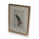Gravure oiseaux "Der Curucu, mit dem