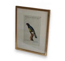 Gravure oiseaux "Der Curucu, mit dem