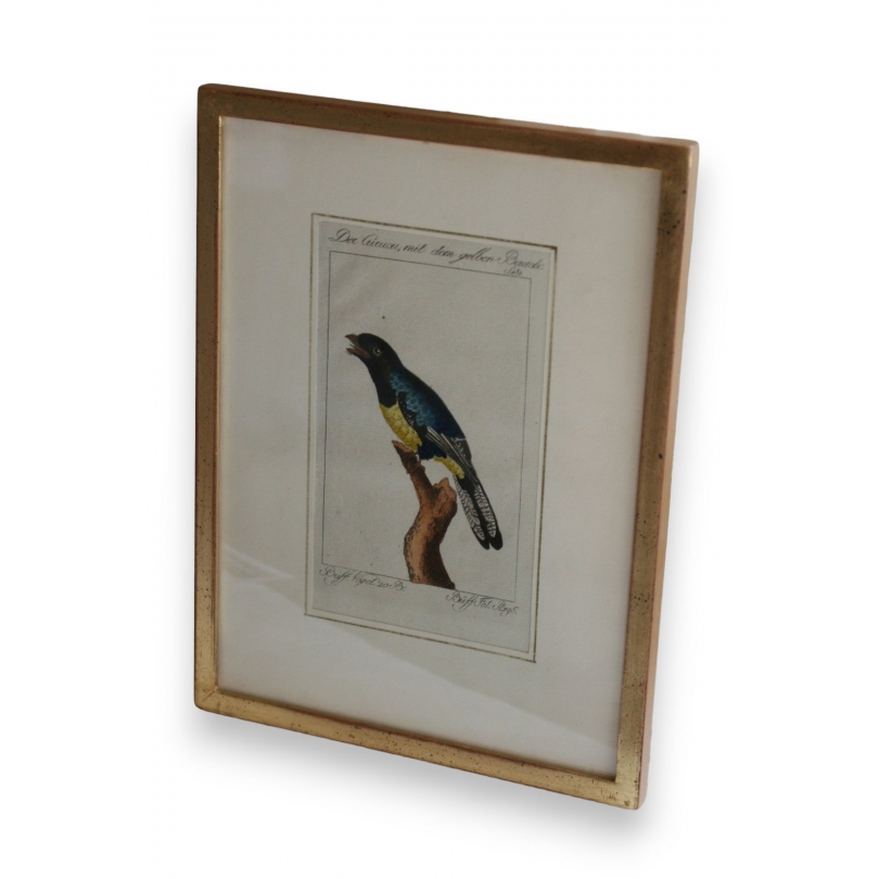 Gravure oiseaux "Der Curucu, mit dem