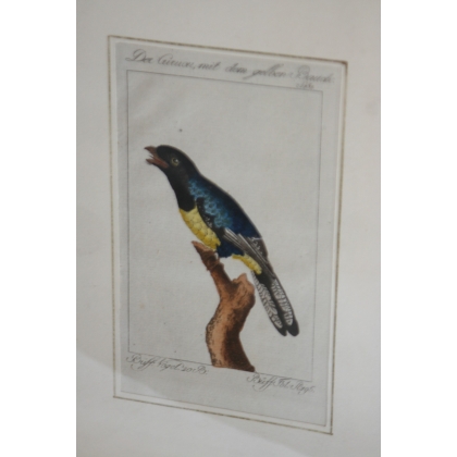 Engraving of birds: ‘Der Curucu, mit dem’ by Moinat SA – Antiques and decorative items – Engravings, lithographs