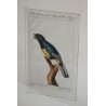 Engraving of birds: ‘Der Curucu, mit dem’ by Moinat SA – Antiques and decorative items – Engravings, lithographs