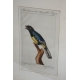 Gravure oiseaux "Der Curucu, mit dem