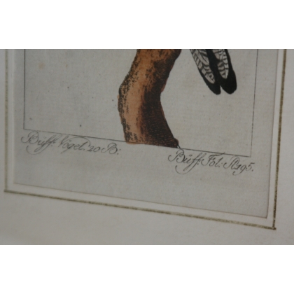 Engraving of birds: ‘Der Curucu, mit dem’ by Moinat SA – Antiques and decorative items – Engravings, lithographs
