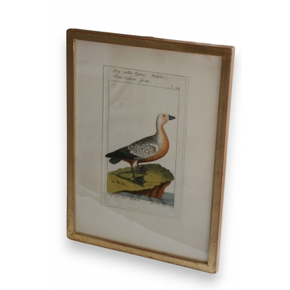 Engraving of birds, ‘Die rothe Gans’, by Moinat SA – Antiques and decorative items – Engravings, lithographs