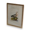 Gravure oiseaux "Die rothe Gans,  sur Moinat SA  - Antiquités décoration -  Gravures, Lithos