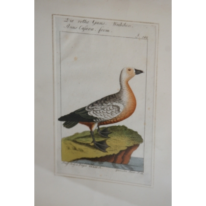 Gravure oiseaux "Die rothe Gans,  sur Moinat SA  - Antiquités décoration -  Gravures, Lithos