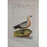 Gravure oiseaux "Die rothe Gans,  sur Moinat SA  - Antiquités décoration -  Gravures, Lithos