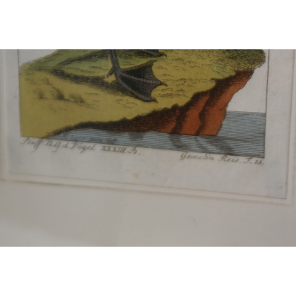 Gravure oiseaux "Die rothe Gans,  sur Moinat SA  - Antiquités décoration -  Gravures, Lithos
