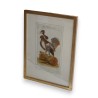 Engraving of a bird, ‘Das Kragenhuhn’, by Moinat SA – Antiques and decorative items – Engravings, lithographs