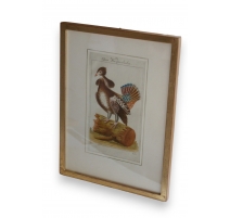Gravure oiseau "Das Kragenhuhn"
