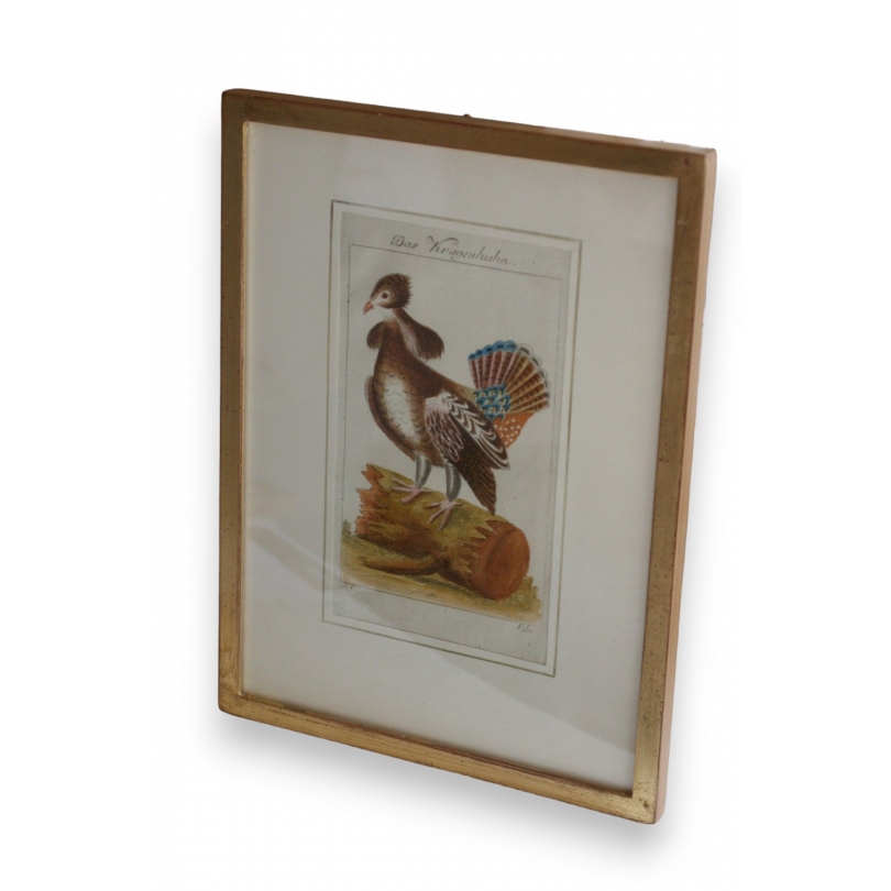 Gravure oiseau "Das Kragenhuhn"