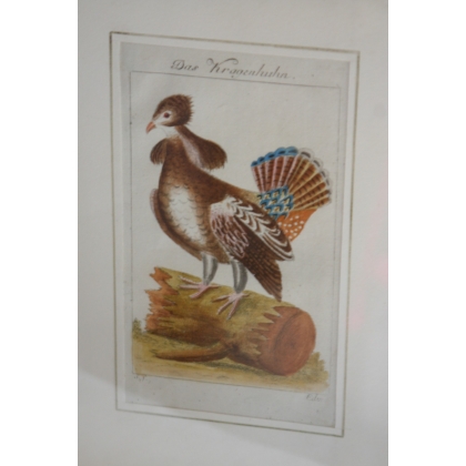 Engraving of a bird, ‘Das Kragenhuhn’, by Moinat SA – Antiques and decorative items – Engravings, lithographs