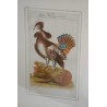 Engraving of a bird, ‘Das Kragenhuhn’, by Moinat SA – Antiques and decorative items – Engravings, lithographs