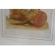 Gravure oiseau "Das Kragenhuhn"