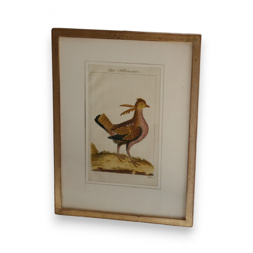 Gravure oiseau "Der Schneemerkur"  sur Moinat SA  - Antiquités décoration -  Gravures, Lithos