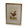 Gravure oiseau "Der Schneemerkur"  sur Moinat SA  - Antiquités décoration -  Gravures, Lithos